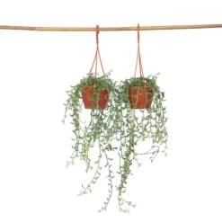 Sale Delfin på snor - Sæt med 2 - Senecio peregrinus - Højde 10-20cm - ⌀12cm Krukkeplanter Indendørs