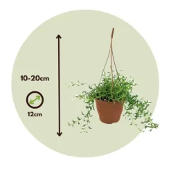 Sale Delfin på snor - Sæt med 2 - Senecio peregrinus - Højde 10-20cm - ⌀12cm Krukkeplanter Indendørs