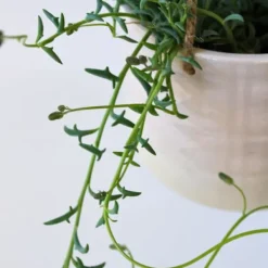 Sale Delfin på snor - Sæt med 2 - Senecio peregrinus - Højde 10-20cm - ⌀12cm Krukkeplanter Indendørs