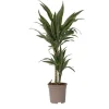 Krukkeplanter Indendørs^Drageplante - Dracaena Deremensis 'Warneckei' - Højde 60-70cm - ⌀17cm