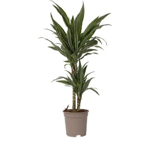 Krukkeplanter Indendørs^Drageplante - Dracaena Deremensis 'Warneckei' - Højde 60-70cm - ⌀17cm