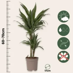 Krukkeplanter Indendørs^Drageplante - Dracaena Deremensis 'Warneckei' - Højde 60-70cm - ⌀17cm