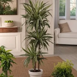 Krukkeplanter Indendørs^Drageplante - Dracaena Deremensis 'Warneckei' - Højde 60-70cm - ⌀17cm