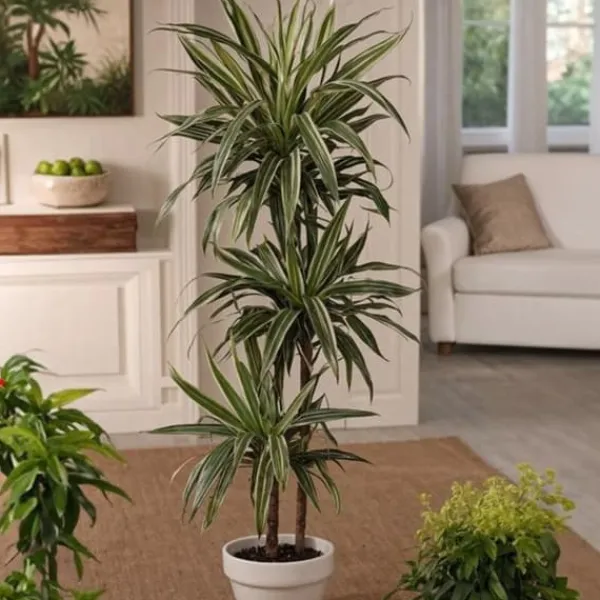 Krukkeplanter Indendørs^Drageplante - Dracaena Deremensis 'Warneckei' - Højde 60-70cm - ⌀17cm