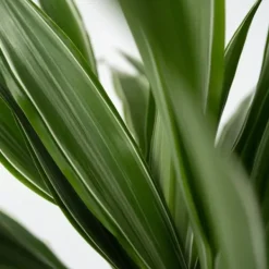 Krukkeplanter Indendørs^Drageplante - Dracaena Deremensis 'Warneckei' - Højde 60-70cm - ⌀17cm