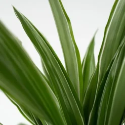 Krukkeplanter Indendørs^Drageplante - Dracaena Deremensis 'Warneckei' - Højde 60-70cm - ⌀17cm