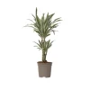 Krukkeplanter Indendørs^Drageplante - Dracaena deremensis 'White Stripe' - Højde 60-70cm - ⌀17cm