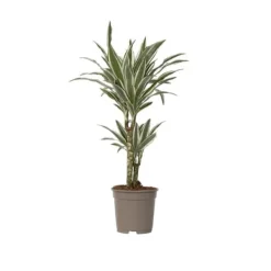 Krukkeplanter Indendørs^Drageplante - Dracaena deremensis 'White Stripe' - Højde 60-70cm - ⌀17cm