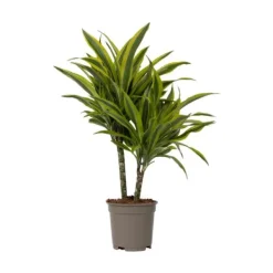 Outlet Drageplante - Dracaena deremensis 'Lemon Lime' - Højde 60-70cm - ⌀17cm Krukkeplanter Indendørs
