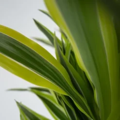 Outlet Drageplante - Dracaena deremensis 'Lemon Lime' - Højde 60-70cm - ⌀17cm Krukkeplanter Indendørs