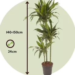 Outlet Drageplante - Dracaena deremensis 'Janet Craig' - Højde 140-150cm - ⌀24cm Krukkeplanter Indendørs