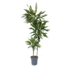 Online Drageplante - Dracaena fragrans 'Cintho' - Højde 140-150cm - ⌀24cm Krukkeplanter Indendørs