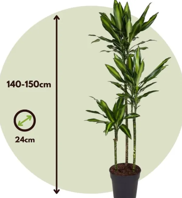 Online Drageplante - Dracaena fragrans 'Cintho' - Højde 140-150cm - ⌀24cm Krukkeplanter Indendørs