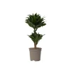 Krukkeplanter Indendørs^Drageplante - Dracaena surculosa - Højde 50-65cm - ⌀17cm