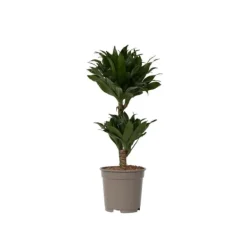 Krukkeplanter Indendørs^Drageplante - Dracaena surculosa - Højde 50-65cm - ⌀17cm
