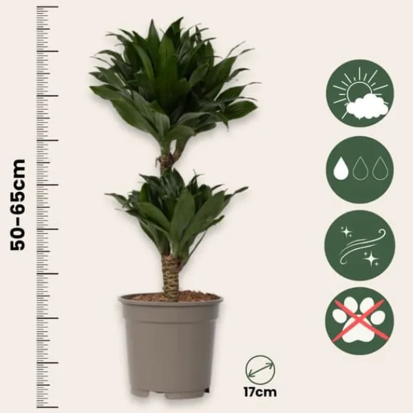 Krukkeplanter Indendørs^Drageplante - Dracaena surculosa - Højde 50-65cm - ⌀17cm