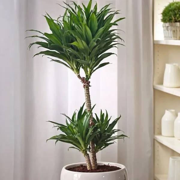 Krukkeplanter Indendørs^Drageplante - Dracaena surculosa - Højde 50-65cm - ⌀17cm