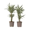 Krukkeplanter Indendørs^Drageplante - Sæt 2 - Dracaena deremensis 'White Stripe' - Højde 60-70cm - ⌀17cm