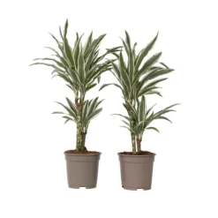Krukkeplanter Indendørs^Drageplante - Sæt 2 - Dracaena deremensis 'White Stripe' - Højde 60-70cm - ⌀17cm