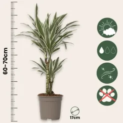 Krukkeplanter Indendørs^Drageplante - Sæt 2 - Dracaena deremensis 'White Stripe' - Højde 60-70cm - ⌀17cm