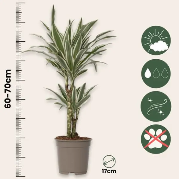 Krukkeplanter Indendørs^Drageplante - Sæt 2 - Dracaena deremensis 'White Stripe' - Højde 60-70cm - ⌀17cm