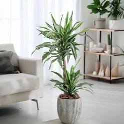 Krukkeplanter Indendørs^Drageplante - Sæt 2 - Dracaena deremensis 'White Stripe' - Højde 60-70cm - ⌀17cm