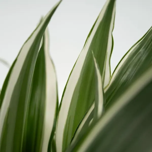 Krukkeplanter Indendørs^Drageplante - Sæt 2 - Dracaena deremensis 'White Stripe' - Højde 60-70cm - ⌀17cm