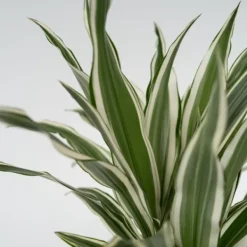 Krukkeplanter Indendørs^Drageplante - Sæt 2 - Dracaena deremensis 'White Stripe' - Højde 60-70cm - ⌀17cm