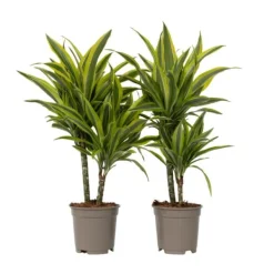 Outlet Drageplante - Sæt 2 - Dracaena deremensis 'Lemon Lime' - Højde 60-70cm - ⌀17cm Krukkeplanter Indendørs