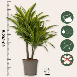 Outlet Drageplante - Sæt 2 - Dracaena deremensis 'Lemon Lime' - Højde 60-70cm - ⌀17cm Krukkeplanter Indendørs