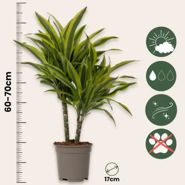 Outlet Drageplante - Sæt 2 - Dracaena deremensis 'Lemon Lime' - Højde 60-70cm - ⌀17cm Krukkeplanter Indendørs