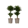 Clearance Drageplante - Sæt med 2 - Dracaena surculosa - Højde 50-65cm - ⌀17cm Krukkeplanter Indendørs