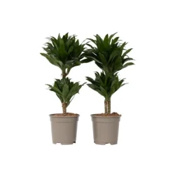 Clearance Drageplante - Sæt med 2 - Dracaena surculosa - Højde 50-65cm - ⌀17cm Krukkeplanter Indendørs