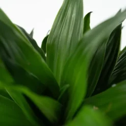 Clearance Drageplante - Sæt med 2 - Dracaena surculosa - Højde 50-65cm - ⌀17cm Krukkeplanter Indendørs