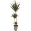 Krukkeplanter Indendørs^Drageplante drageblodstræ - Dracaena 'Bicolor' - Højde 110-130cm - ⌀24cm