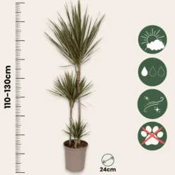 Krukkeplanter Indendørs^Drageplante drageblodstræ - Dracaena 'Bicolor' - Højde 110-130cm - ⌀24cm