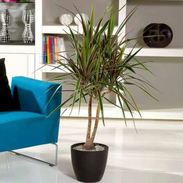 Krukkeplanter Indendørs^Drageplante drageblodstræ - Dracaena 'Bicolor' - Højde 110-130cm - ⌀24cm