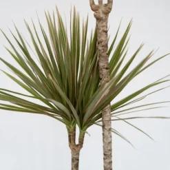 Krukkeplanter Indendørs^Drageplante drageblodstræ - Dracaena 'Bicolor' - Højde 110-130cm - ⌀24cm