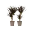 Krukkeplanter Indendørs^Drageplante drageblodstræ - Sæt 2 - Dracaena 'Magenta' - Højde 70-80cm - ⌀17cm