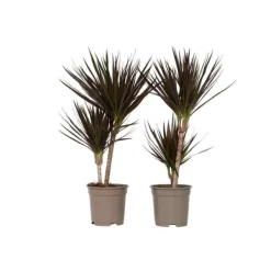 Krukkeplanter Indendørs^Drageplante drageblodstræ - Sæt 2 - Dracaena 'Magenta' - Højde 70-80cm - ⌀17cm