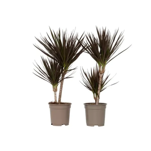 Krukkeplanter Indendørs^Drageplante drageblodstræ - Sæt 2 - Dracaena 'Magenta' - Højde 70-80cm - ⌀17cm