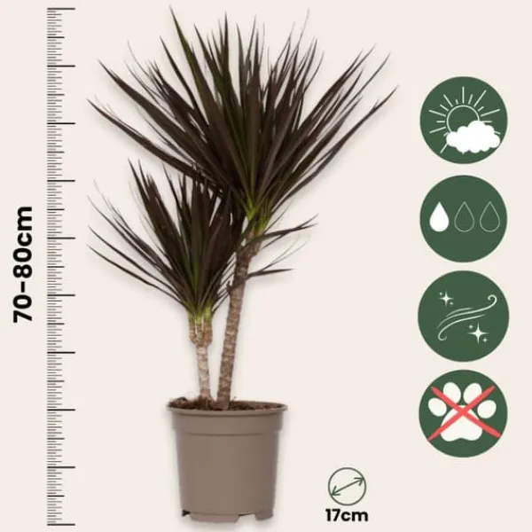 Krukkeplanter Indendørs^Drageplante drageblodstræ - Sæt 2 - Dracaena 'Magenta' - Højde 70-80cm - ⌀17cm