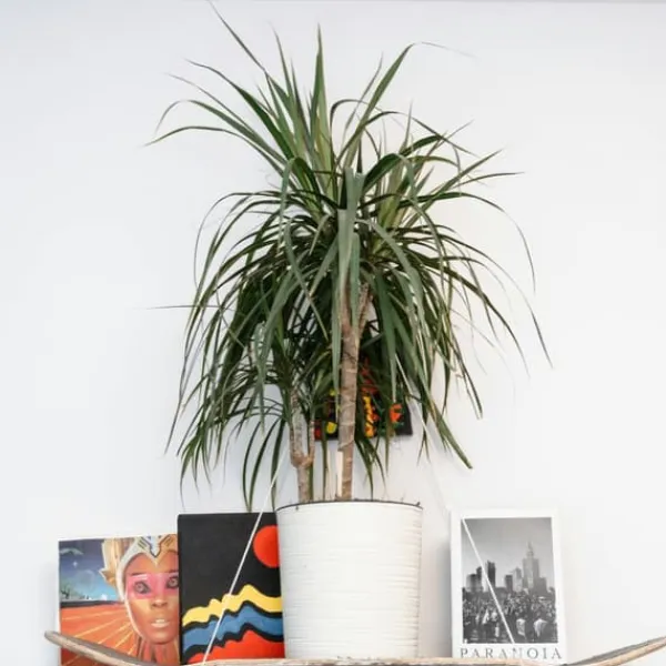 Krukkeplanter Indendørs^Drageplante drageblodstræ - Sæt 2 - Dracaena 'Magenta' - Højde 70-80cm - ⌀17cm