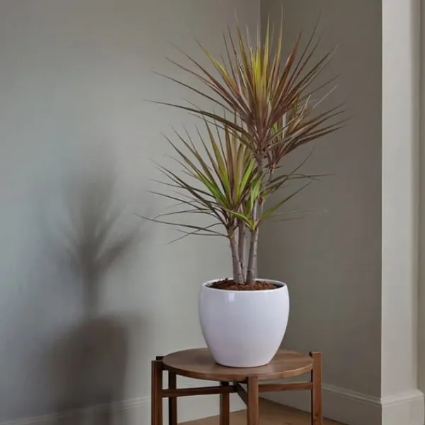 Krukkeplanter Indendørs^Drageplante drageblodstræ - Sæt 2 - Dracaena 'Magenta' - Højde 70-80cm - ⌀17cm