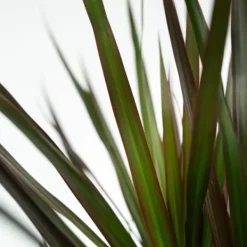 Krukkeplanter Indendørs^Drageplante drageblodstræ - Sæt 2 - Dracaena 'Magenta' - Højde 70-80cm - ⌀17cm