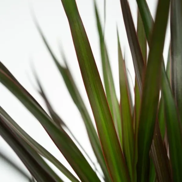Krukkeplanter Indendørs^Drageplante drageblodstræ - Sæt 2 - Dracaena 'Magenta' - Højde 70-80cm - ⌀17cm