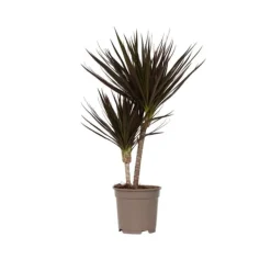 Krukkeplanter Indendørs^Drageplante drageblodstræ - Dracaena marginata 'Magenta' - Højde 70-80cm - ⌀17cm