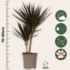 Krukkeplanter Indendørs^Drageplante drageblodstræ - Dracaena marginata 'Magenta' - Højde 70-80cm - ⌀17cm