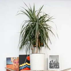 Krukkeplanter Indendørs^Drageplante drageblodstræ - Dracaena marginata 'Magenta' - Højde 70-80cm - ⌀17cm