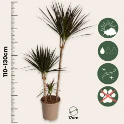 Krukkeplanter Indendørs^Drageplante drageblodstræ - Dracaena 'Magenta' - Højde 110-130cm - ⌀24cm
